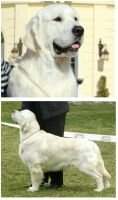 Ch,JunCh,JunCW'14,Cl.Best Dog'14,ClubWinn'15 Swanavly Tangerine Rum Ch,JunCh,JunCW'14,Cl.Best Dog'14,ClubWinn'15 Swanavly Tangerine Rum
