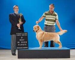 Ch. Jovem Ch. Filhote Dog's Happiness Emily