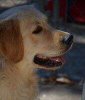 Countrylane's Desilu Of Denali