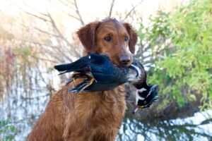 HRCH Wasatch's Resolute Cassie UH