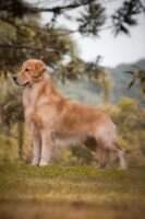 Golden Trip Frank
