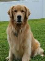 Gemini's Bama's Bear Bryant