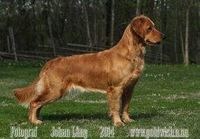 Goldwish Dagmar Long Goldwish Dagmar Long