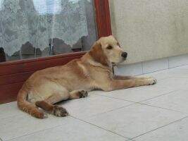 Petprints Tamino