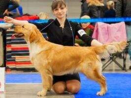 RUS BLR Club CH RUS CH RKF CH Club Cantrygold Yubressa Sandra RUS BLR Club CH RUS CH RKF CH Club Cantrygold Yubressa Sandra