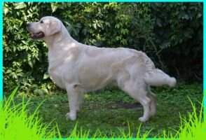 AUT CH MK / ME / SM / CY Evidog Orsay