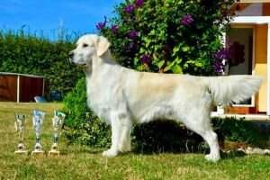 C.I.E & C.I.B. CZ DUAL CH CZ Working CH CH CZ RO SK HU Crufts Qualification 2020 Diamond Destiny Golden Martha U