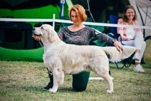 PL Ch SK Ch AT Ch SLO Diamond Darwin Golden Martha PL Ch SK Ch AT Ch SLO Diamond Darwin Golden Martha