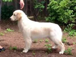 Gardner's Goldens Don't Harp on the Royals RN