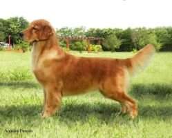 Golden Sunset's Pacco Charlotte