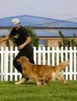 CN.CH Zadek Duku of Superstar Kennel