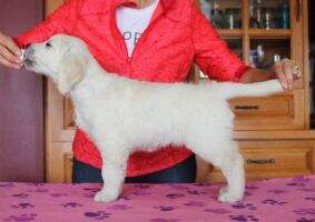Dreamkeeper Fair Lass 4 Picabo