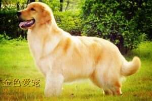 Occy of Superstar Kennel