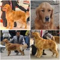 Leongolden Karalis Wave Leongolden Karalis Wave