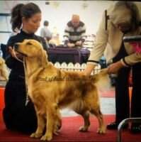 Leongolden Star Is Born Leongolden Star Is Born