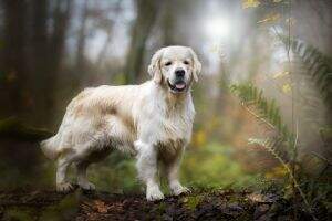 Faithful Heart James Blunt