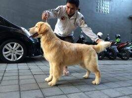 INA CH Golden Clamaran Ozora The Champion