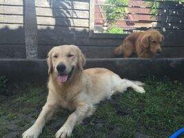 Golden Clamaran Ozborn MrSold