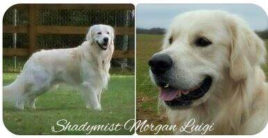 Shadymist Morgan Luigi