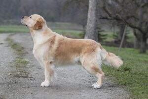 Int./VDH/Dt./RSM/HR/Romanian/Swiss Show Ch. Inverness Golden Cracker Jack