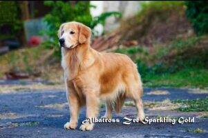 Albatross Zee Sparkling Gold