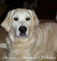 Shadymist Shimmers Of Indira