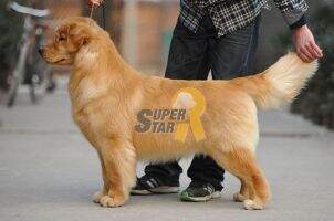 maco of superstar kennel