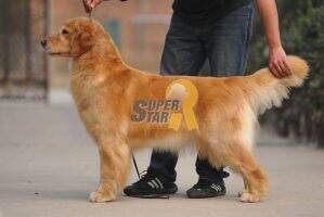 lanka of superstar kennel