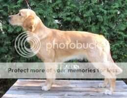 Intl. CH Goldfeathers Sirius Shooter