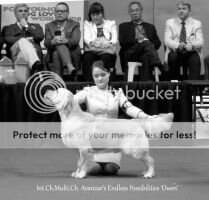 BIS.BISS.Int.Ch.Ind.Bel.Mac.Mol.Rus. Bul.Phil.Rom.Geor.Ch AVANZAR'S ENDLESS POSSIBILITIES - SEA Ch.Phil. winner 2016, Crufts Quatified 2017