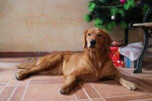 EARTHA OF YAMBER PAWS