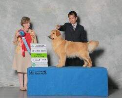 CN. CH. Edgar of Huang Jin Xiao Lian Kennel BIG2