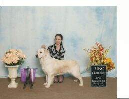 UKC Ch Int'l Ch Tropicana Hot Lady TKN CA