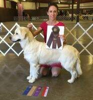 UKC CH Nat and Int'l Ch Thevenet Cinderella Of Best Of Show Golden'S CA TKN