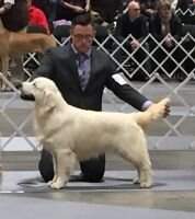 UKC CH, Nat and Int'l Ch Thevenet Chase Of Best Of Show Goldens UKC CH, Nat and Int'l Ch Thevenet Chase Of Best Of Show Goldens