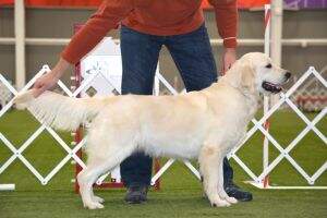 UCI Nat/Int Baby CH, Nat/Int Sr Puppy CH, Nat/Int Xanthos Nightingale