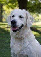 UKC CH Nat'l/Int'l CH Dewmist's Merida Of Best Of Show Golden' CA TKN