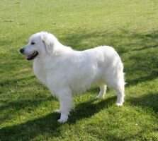 Rousey's Golden Ghost Ryder