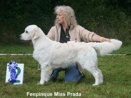 Dt.Ch(VDH),Pl.Ch. Fenpinque Miss Prada