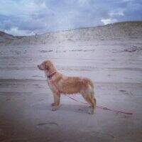 CHASSE G AMORA