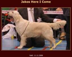Jako's Here I come Jako's Here I come