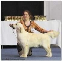 Puppy EuWin'2014 HJCH Enchanted Girl Pearl Of Golden-Hill