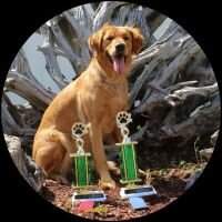 Meadowview's Isle of Skye SPOT URO1 TKN
