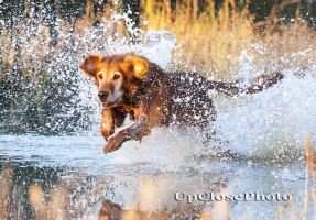 HRCH Hooeys Golden Jet HRCH Hooeys Golden Jet