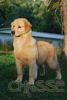 Chasse G Lua Chasse G Lua