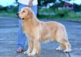 TH.CH. S.T.'S GOLDEN BOY
