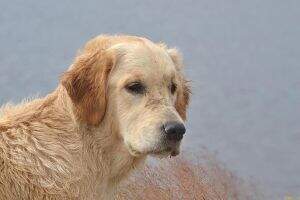 Grandchampion GRC.Ch. RKF Ch. Jun.Rus. Est. Latvia Ch. Ambergold GK Light Of Love