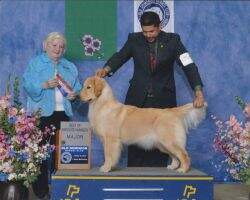 U-GrCH; U-RO2; Int'l Puppy CH. Goldenway Mardovar's Firefly ACT2 THDN CGCA TKA BPIS SN-C