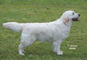 Kz Kg CH Kz Tomiriel Capfiro Blossom