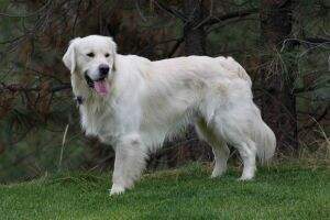 Midas Scout Sweetcream Midas Scout Sweetcream